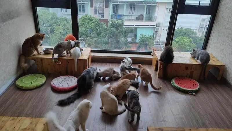 10 tiệm cafe m&egrave;o H&agrave; Nội m&agrave; c&aacute;c bạn trẻ th&iacute;ch th&uacute; cưng kh&ocirc;ng thể bỏ lỡ 5
