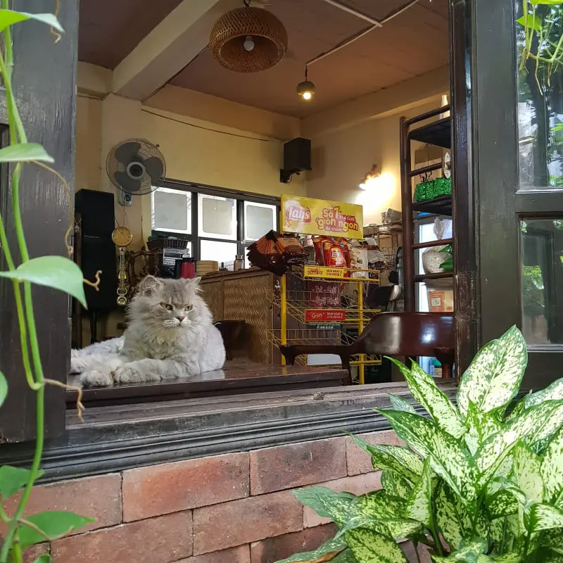 10 tiệm cafe m&egrave;o H&agrave; Nội m&agrave; c&aacute;c bạn trẻ th&iacute;ch th&uacute; cưng kh&ocirc;ng thể bỏ lỡ 8