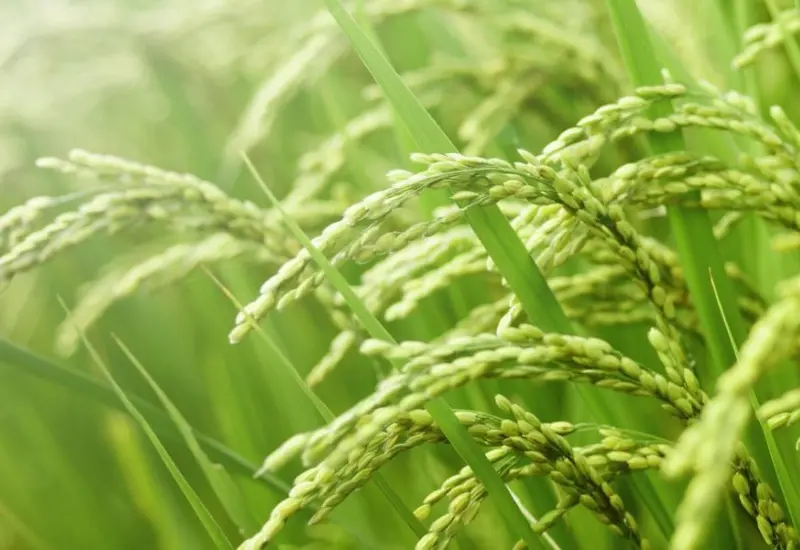 Nức mũi với b&aacute;nh d&agrave;y Qu&aacute;n G&aacute;nh, thơm ngon chuẩn vị H&agrave; Nội 7
