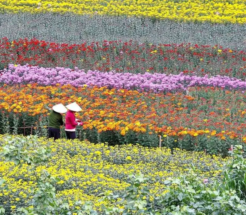 Chi&ecirc;m ngưỡng vẻ đẹp rực rỡ của l&agrave;ng hoa Nhật T&acirc;n giữa l&ograve;ng H&agrave; Nội 6