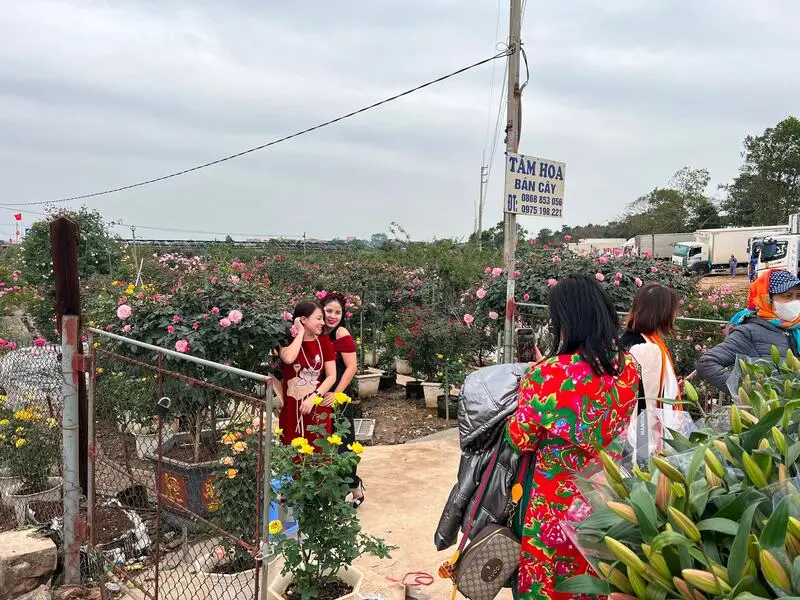 Chợ hoa M&ecirc; Linh: Nơi giao thoa hương sắc v&agrave; nhịp sống H&agrave; Nội 8