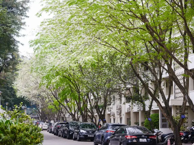 H&agrave; Nội 12 m&ugrave;a hoa: Vẻ đẹp đặc trưng của thủ đ&ocirc; qua mỗi th&aacute;ng 4