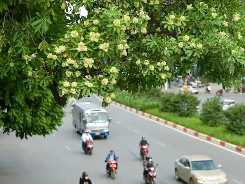 H&agrave; Nội 12 m&ugrave;a hoa: Vẻ đẹp đặc trưng của thủ đ&ocirc; qua mỗi th&aacute;ng 10