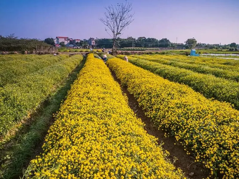 H&agrave; Nội 12 m&ugrave;a hoa: Vẻ đẹp đặc trưng của thủ đ&ocirc; qua mỗi th&aacute;ng 11