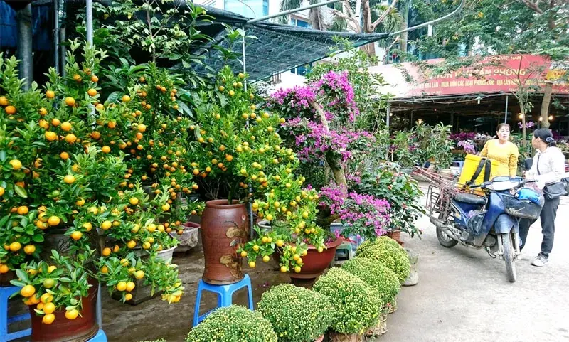 Kh&aacute;m ph&aacute; Chợ Hoa C&acirc;y Cảnh Vạn Ph&uacute;c H&agrave; Đ&ocirc;ng m&ugrave;a gi&aacute;p Tết 5