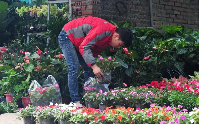 Kh&aacute;m ph&aacute; Chợ Hoa C&acirc;y Cảnh Vạn Ph&uacute;c H&agrave; Đ&ocirc;ng m&ugrave;a gi&aacute;p Tết 3