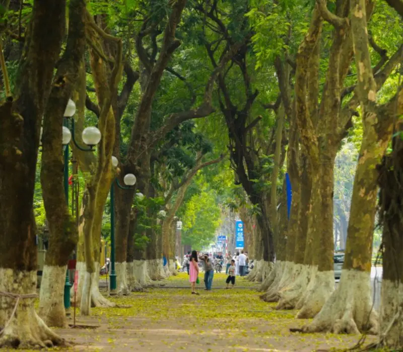Kh&aacute;m ph&aacute; đường Ho&agrave;ng Diệu H&agrave; Nội, cung đường lịch sử v&agrave; thơ mộng 5