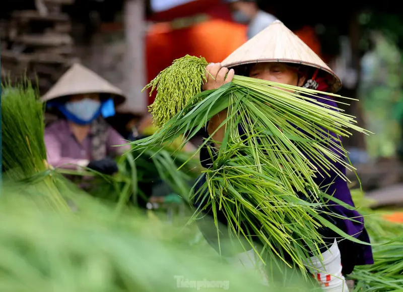 Kh&aacute;m ph&aacute; L&agrave;ng cốm Mễ Tr&igrave; nổi tiếng l&acirc;u đời tại H&agrave; Nội 3