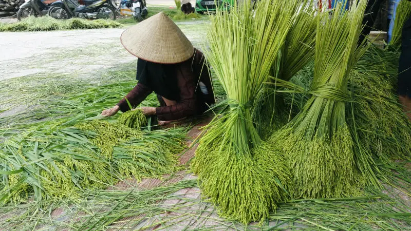 Kh&aacute;m ph&aacute; L&agrave;ng cốm Mễ Tr&igrave; nổi tiếng l&acirc;u đời tại H&agrave; Nội 5