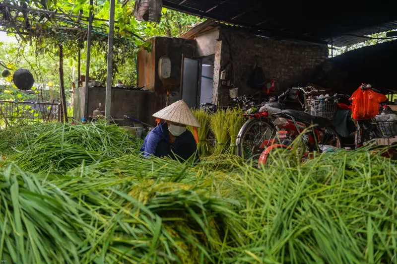 Kh&aacute;m ph&aacute; L&agrave;ng cốm Mễ Tr&igrave; nổi tiếng l&acirc;u đời tại H&agrave; Nội 4