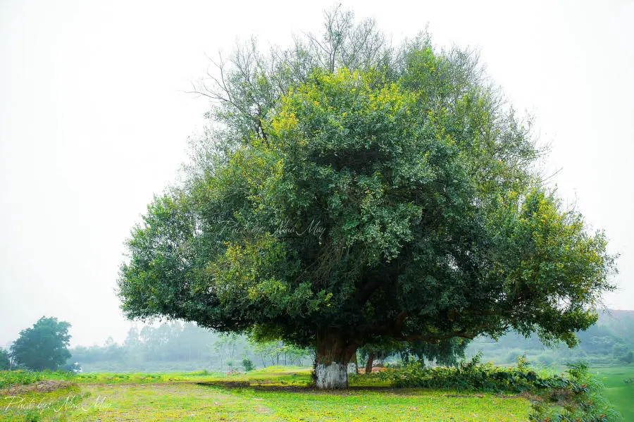 L&agrave;ng cổ Đường L&acirc;m ngủ y&ecirc;n giữa l&ograve;ng Thủ đ&ocirc; H&agrave; Nội 8