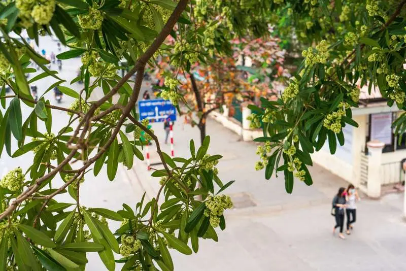 M&ugrave;a hoa sữa H&agrave; Nội mang k&yacute; ức đậm đ&agrave; của m&ugrave;a thu 3