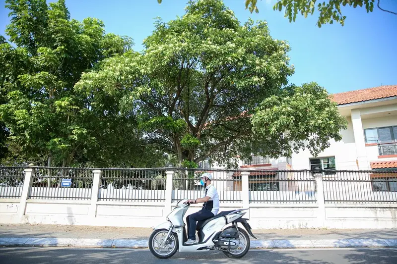 M&ugrave;a hoa sữa H&agrave; Nội mang k&yacute; ức đậm đ&agrave; của m&ugrave;a thu 4
