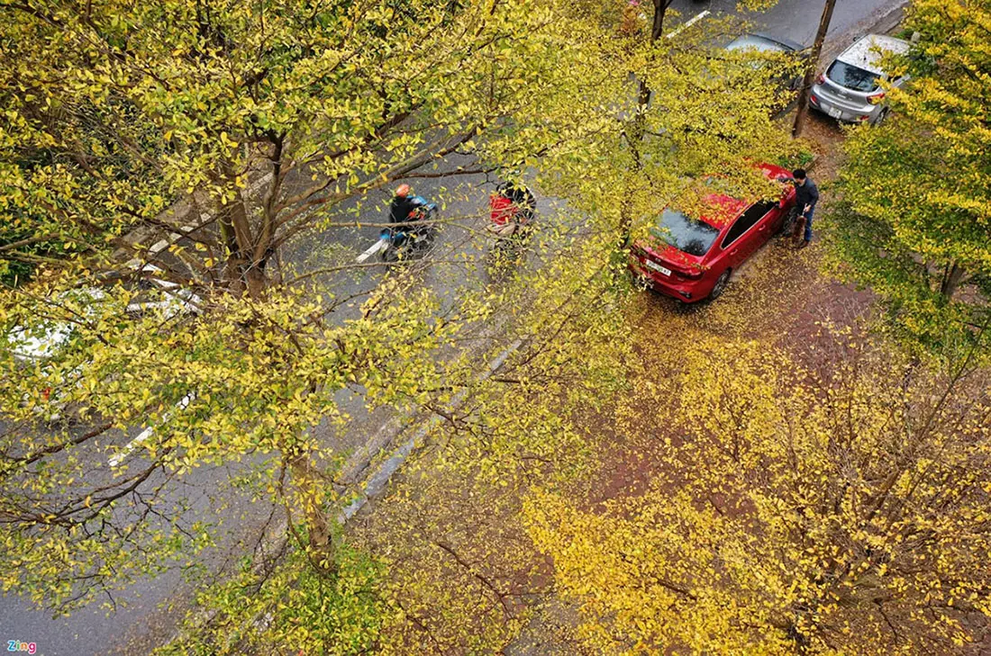 Review Hà Nội, chút ngẩn ngơ khi mùa thay lá đến 6