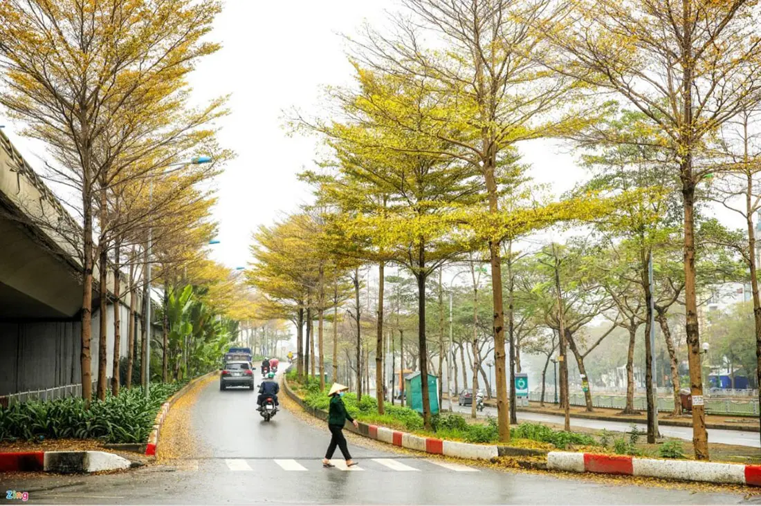 Review Hà Nội, chút ngẩn ngơ khi mùa thay lá đến 5