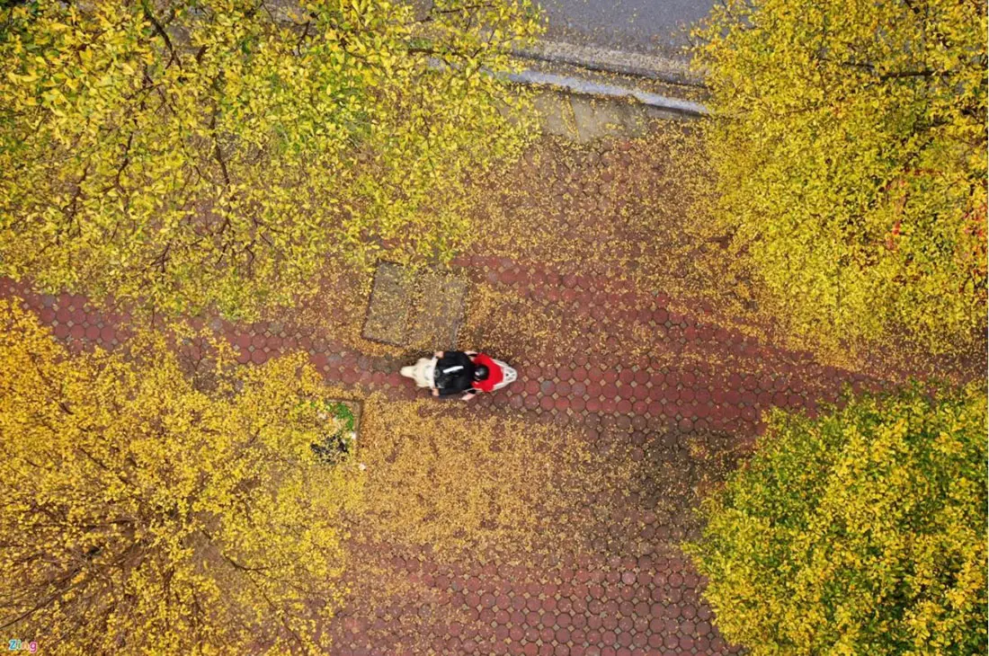 Review Hà Nội, chút ngẩn ngơ khi mùa thay lá đến 7