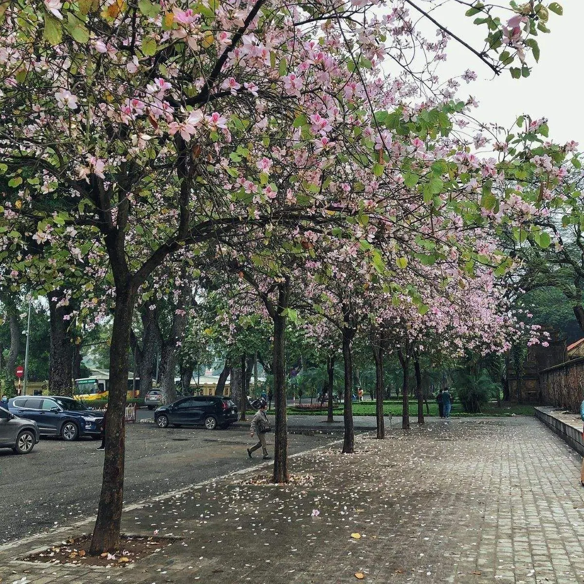 Review H&agrave; Nội, th&aacute;ng ba nơi đ&oacute; c&oacute; m&ugrave;a hoa ban nở 2