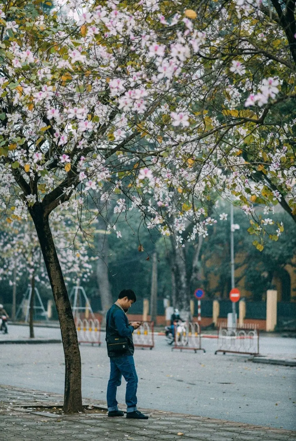 Review H&agrave; Nội, th&aacute;ng ba nơi đ&oacute; c&oacute; m&ugrave;a hoa ban nở 4