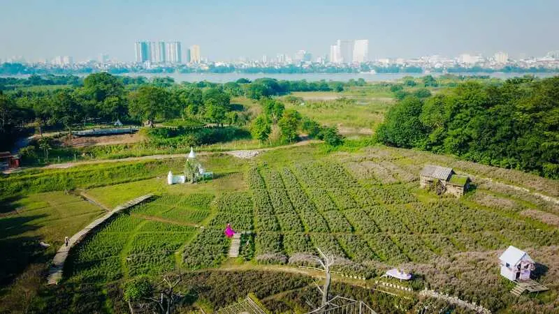 Thảo nguy&ecirc;n hoa Long Bi&ecirc;n, kh&ocirc;ng gian rực rỡ ng&aacute;t hương tại H&agrave; Nội 4