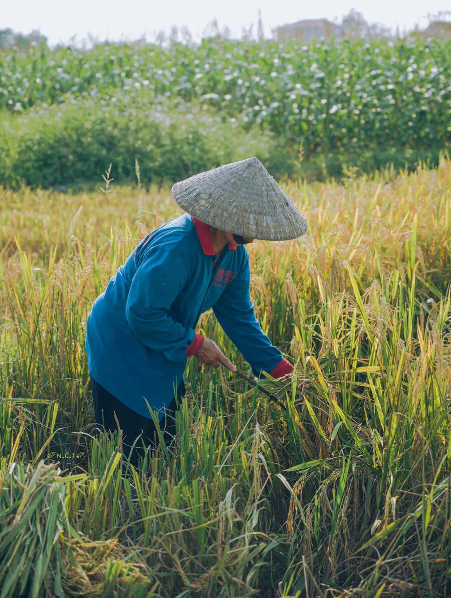 Vẻ đẹp của L&agrave;ng cổ Đường L&acirc;m trong m&ugrave;a thu hoạch vụ l&uacute;a h&egrave; thu 2
