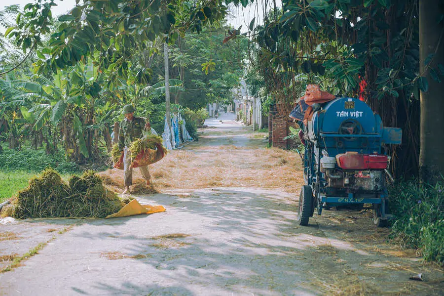 Vẻ đẹp của L&agrave;ng cổ Đường L&acirc;m trong m&ugrave;a thu hoạch vụ l&uacute;a h&egrave; thu 3
