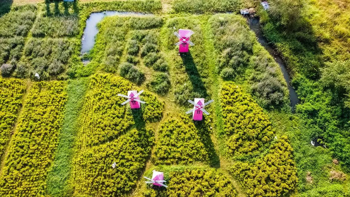 Thảo nguyên hoa Long Biên, không gian rực rỡ ngát hương tại Hà Nội