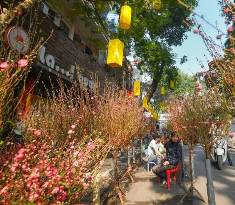 Top 10 chợ hoa Tết Hà Nội cho dịp Xuân 2026 thêm đầy màu sắc