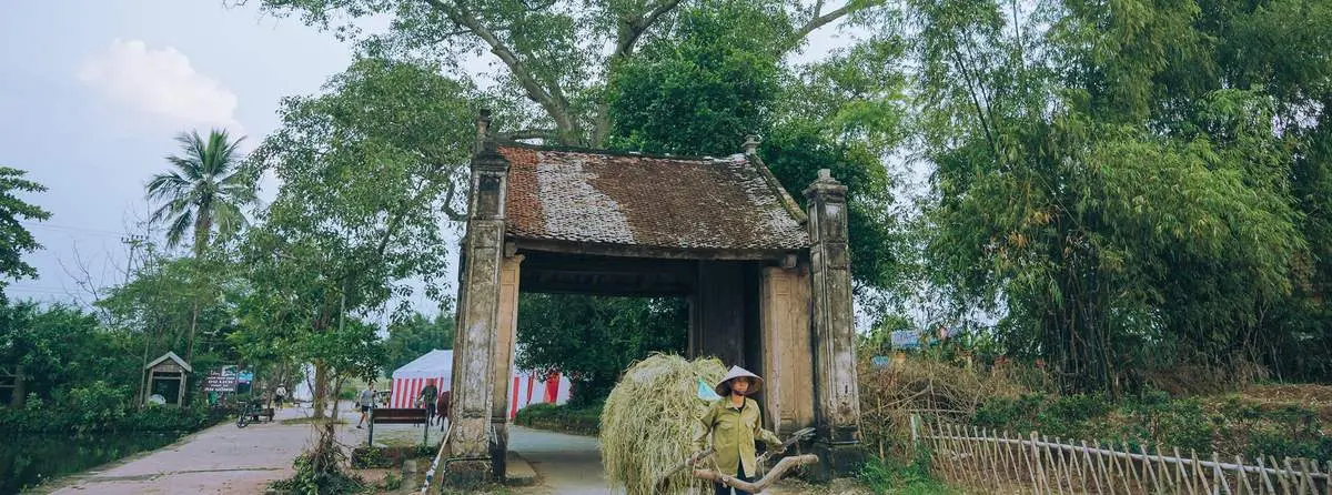 Vẻ đẹp của Làng cổ Đường Lâm trong mùa thu hoạch vụ lúa hè thu