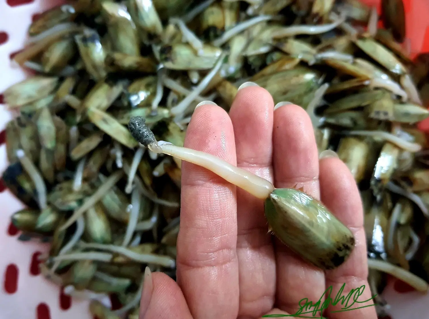Bạn đ&atilde; từng nghe danh m&oacute;n đặc sản Gi&aacute; bể Hải Ph&ograve;ng n&agrave;y chưa? 2