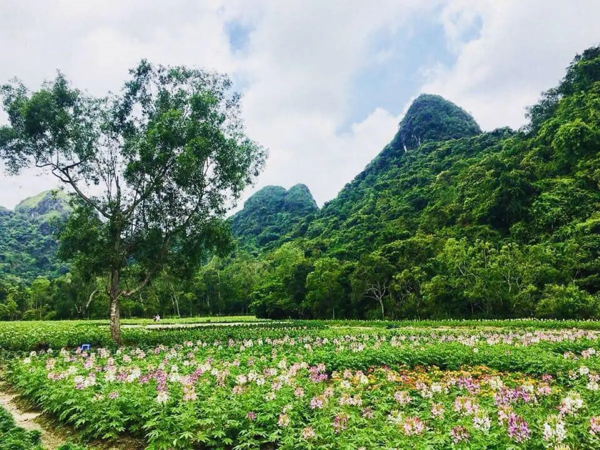 Mật ong rừng C&aacute;t B&agrave; - sản vật qu&yacute; nơi đất cảng Hải Ph&ograve;ng 2