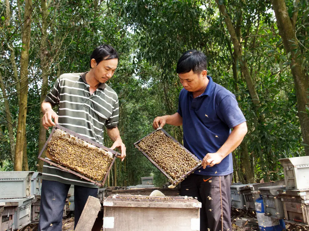 Mật ong rừng C&aacute;t B&agrave; - sản vật qu&yacute; nơi đất cảng Hải Ph&ograve;ng 4
