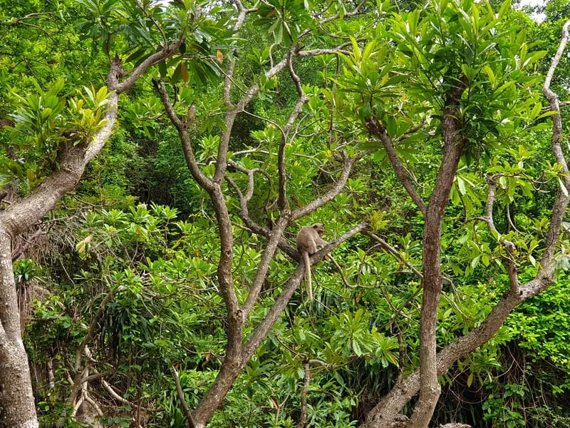 Kinh nghiệm du lịch C&aacute;t B&agrave;: Di chuyển, trải nghiệm, ăn uống 10