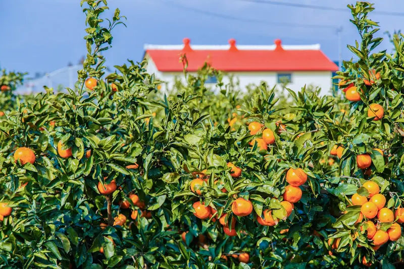 Thưởng thức qu&yacute;t Jeju, hương vị tinh t&uacute;y từ đảo thi&ecirc;n đường H&agrave;n Quốc 10