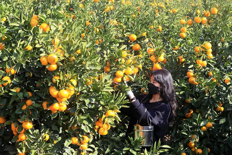 Thưởng thức qu&yacute;t Jeju, hương vị tinh t&uacute;y từ đảo thi&ecirc;n đường H&agrave;n Quốc 8