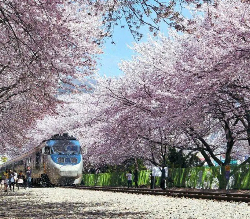 Lạc bước v&agrave;o Jinhae, thi&ecirc;n đường hoa anh đ&agrave;o đẹp nhất H&agrave;n Quốc 2