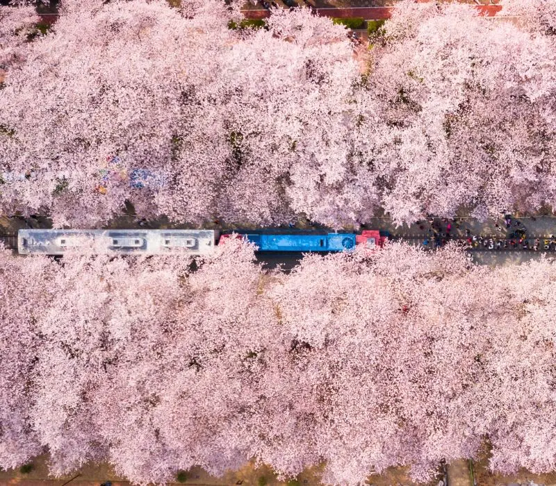 Lạc bước v&agrave;o Jinhae, thi&ecirc;n đường hoa anh đ&agrave;o đẹp nhất H&agrave;n Quốc 3