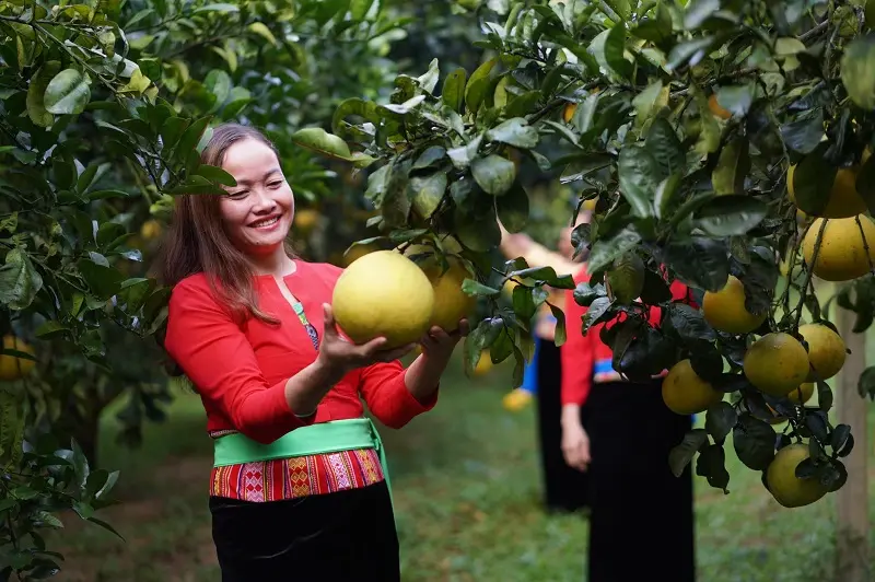 Bưởi đỏ Tân Lạc tươi ngon được ban tặng cho đất Hòa Bình 6
