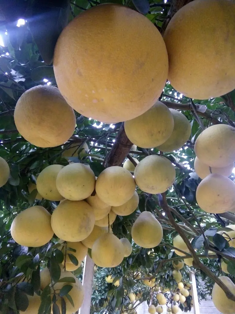 Bưởi đỏ Tân Lạc tươi ngon được ban tặng cho đất Hòa Bình 5