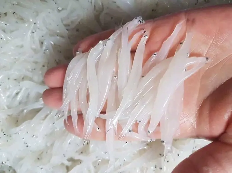 Cá ngần sông Đà không phải mùa nào cũng có ở Hòa Bình 2