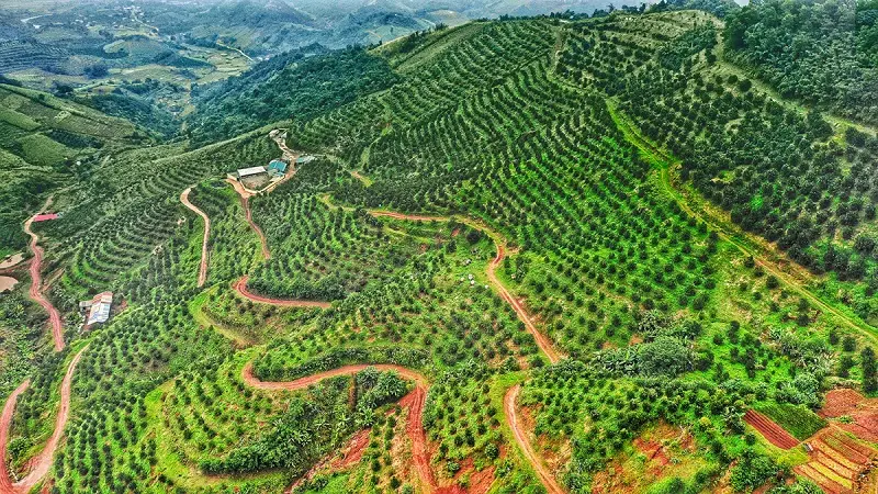 Cam Cao Phong ngon ngọt đặc sản nức tiếng đất Hòa Bình 2