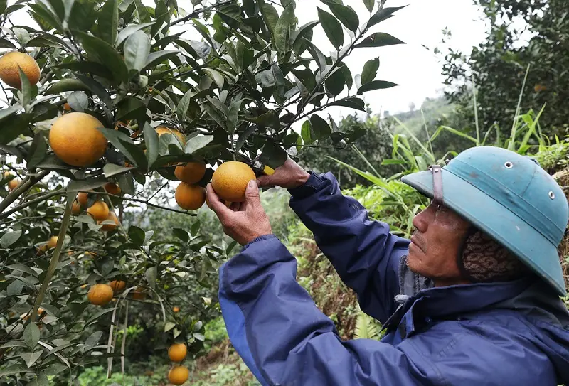 Cam Cao Phong ngon ngọt đặc sản nức tiếng đất Hòa Bình 8