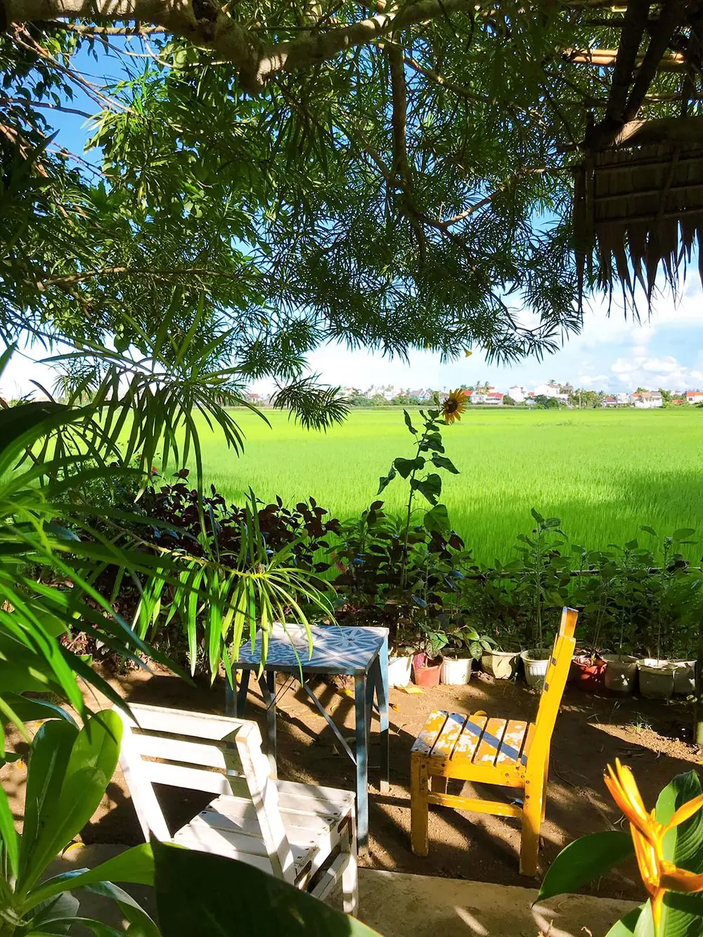 Lưu ngay 4 tiệm c&agrave; ph&ecirc; ở Hội An với view c&aacute;nh đồng đậm chất thơ 8