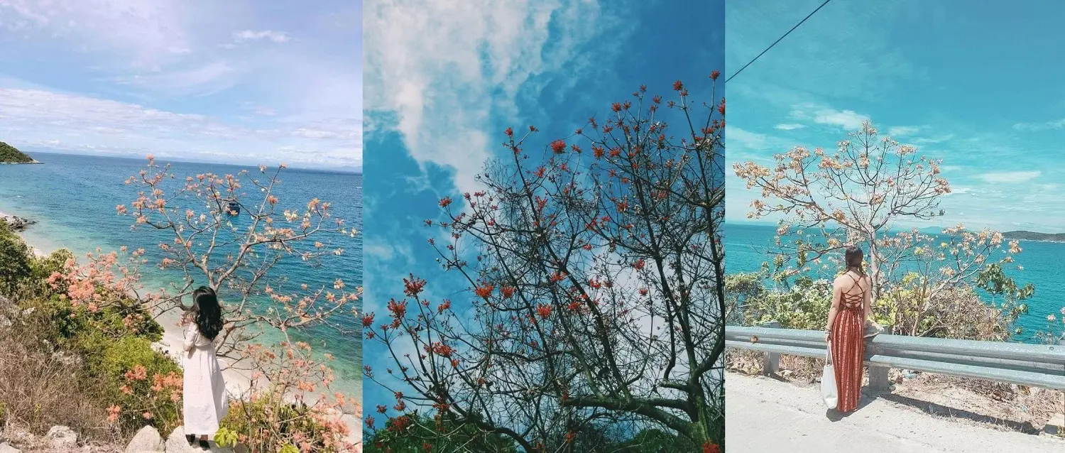 N&agrave;ng thơ C&ugrave; Lao Ch&agrave;m xinh đẹp giữa sắc hoa ng&ocirc; đồng qua loạt h&igrave;nh check-in của Trần H&agrave; Luận Thanh 9