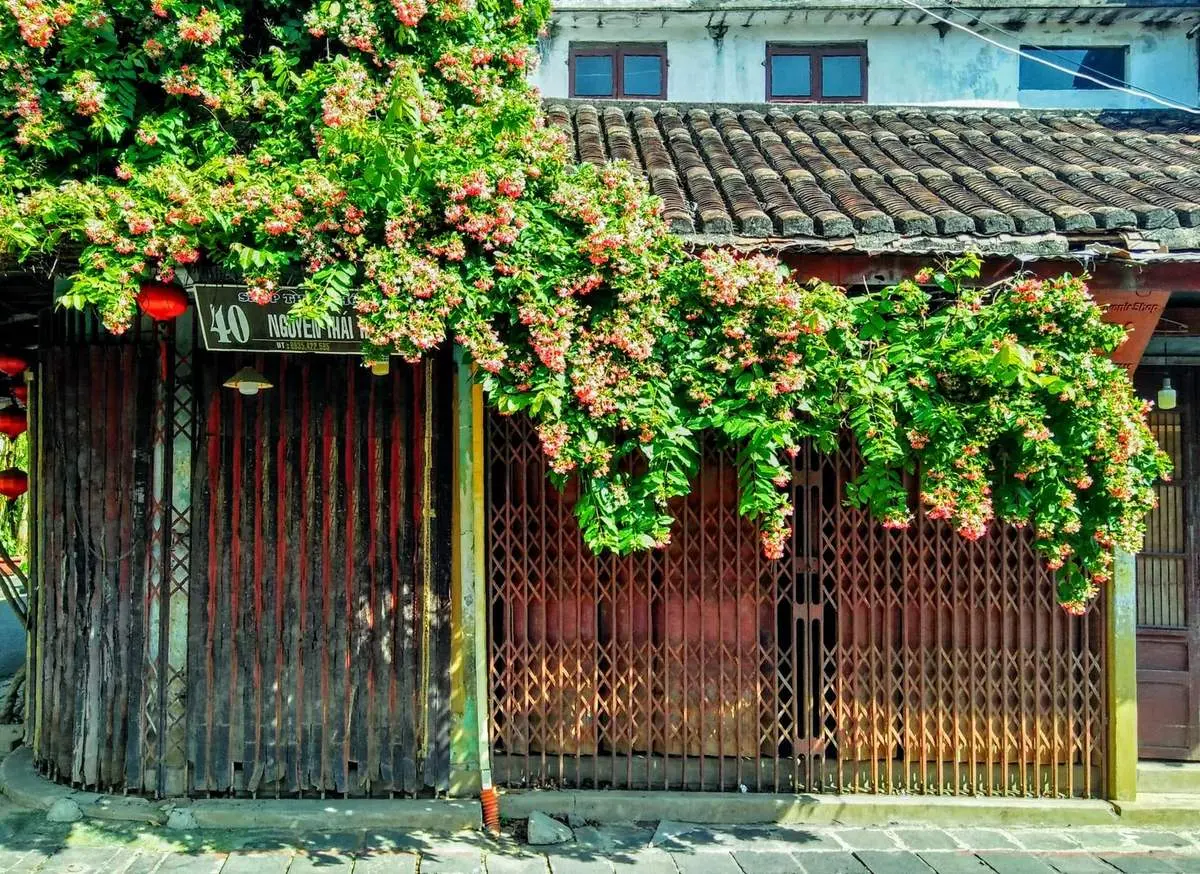 Những gi&agrave;n hoa sử qu&acirc;n tử ở Hội An, vẻ đẹp rực rỡ đầy l&atilde;ng mạn 7