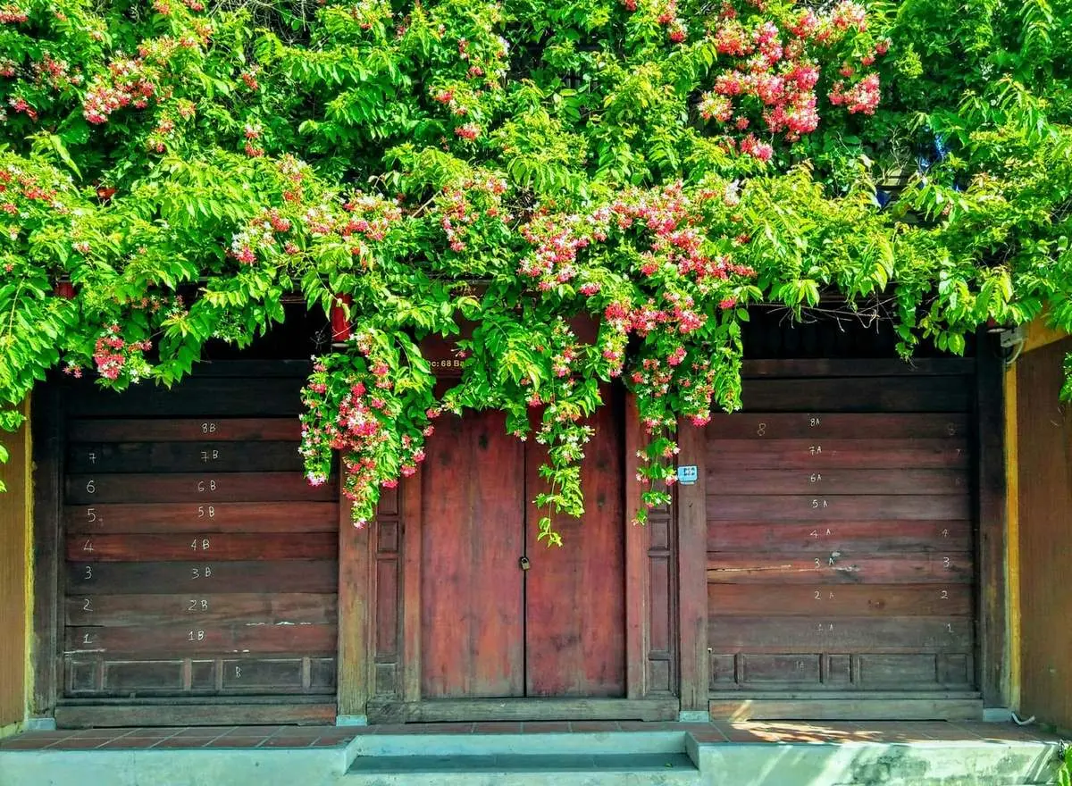 Những gi&agrave;n hoa sử qu&acirc;n tử ở Hội An, vẻ đẹp rực rỡ đầy l&atilde;ng mạn 5