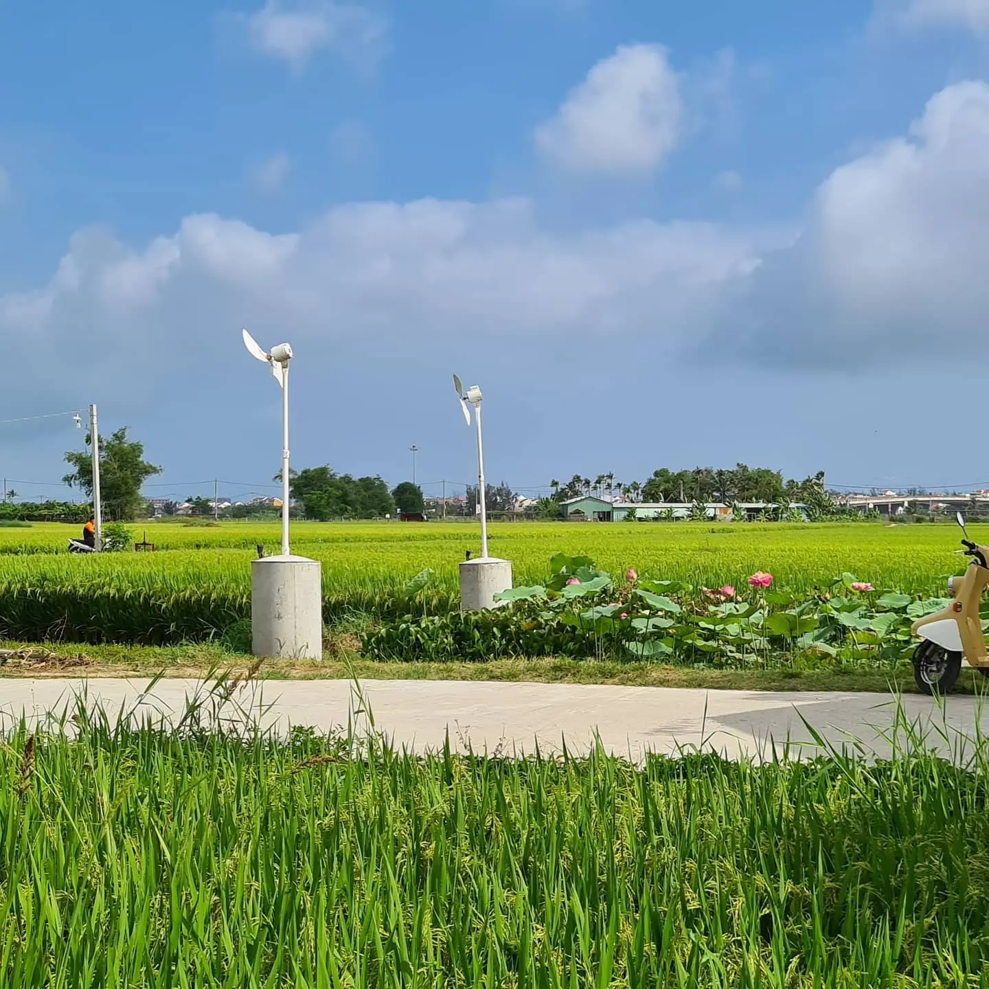 Roving Chillhouse - Lạc lối giữa c&aacute;nh đồng l&uacute;a thơ mộng của Hội An c&ugrave;ng 9x Đỗ Phương 4