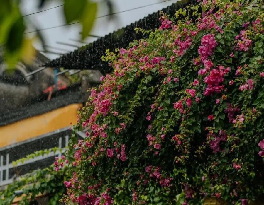 Trải nghiệm m&ugrave;a mưa tr&ecirc;n phố cổ Hội An cực l&atilde;ng mạn 3
