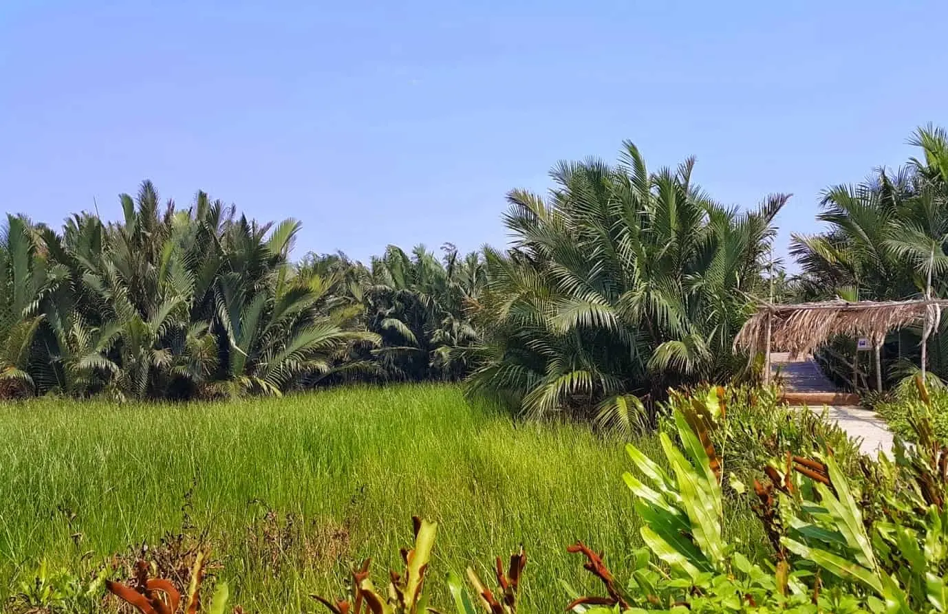 Gợi &yacute; lịch tr&igrave;nh tham quan rừng dừa Bảy Mẫu Hội An 1 ng&agrave;y - Miền T&acirc;y s&ocirc;ng nước phi&ecirc;n bản phố cổ 2