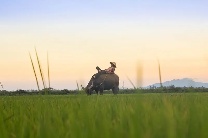 Một ng&agrave;y kh&aacute;m ph&aacute; l&agrave;ng qu&ecirc; Hội An y&ecirc;n b&igrave;nh v&agrave; đ&aacute;ng nhớ 2