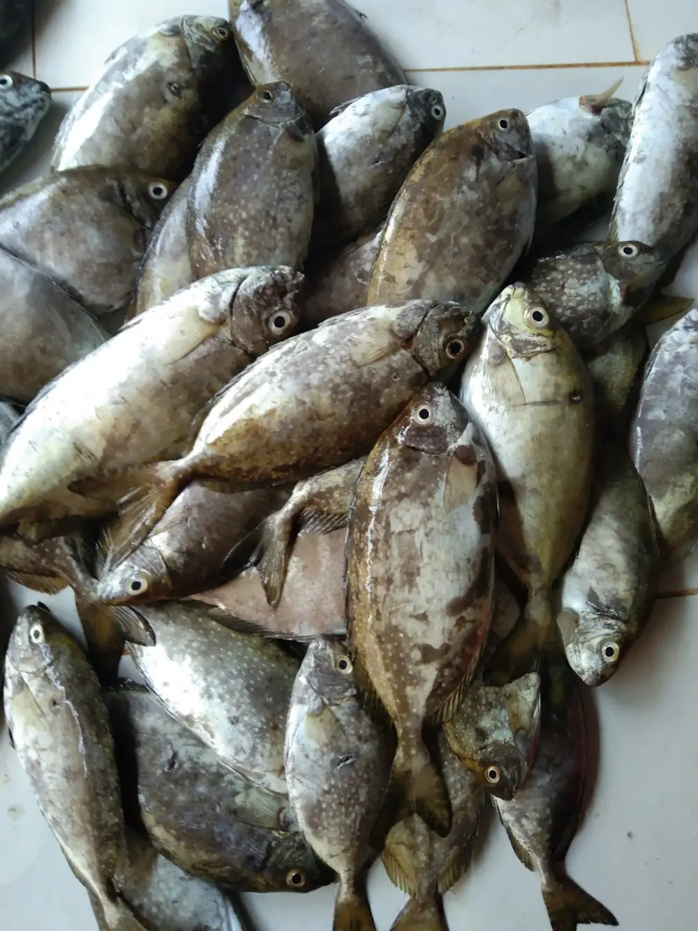 B&aacute;nh x&egrave;o c&aacute; k&igrave;nh l&agrave;ng Chuồn &ndash; B&aacute;nh x&egrave;o c&oacute; nguy&ecirc;n con c&aacute; lạ hen? 7